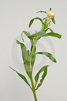 Helichrysum Straw flower bloomingÂ on white background